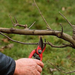 Taille et greffage des arbres fruitier : taille