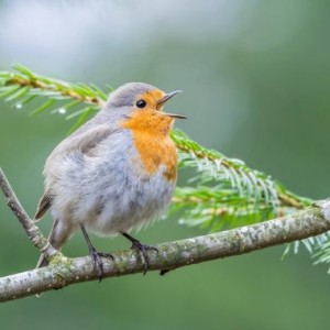 Deviens le gardien des oiseaux de l’abbaye
