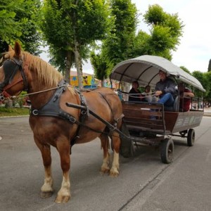 Balade en calèche !