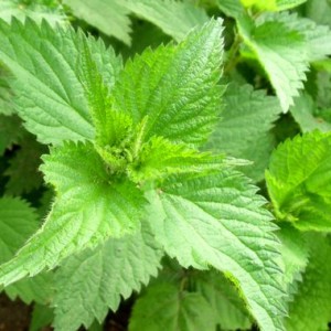 L'ortie, une plante qui ne manque pas piquant !