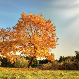 Festival d’automne