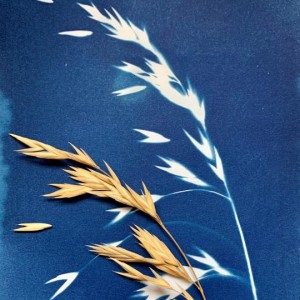 Atelier cyanotype par la Galerie du Bout du Pré