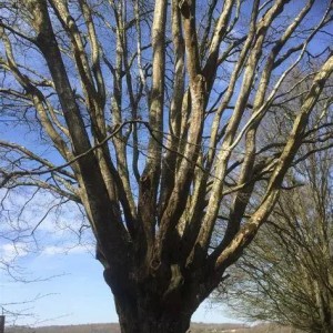 Sur le chemin des trognes