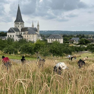 Moisson participative